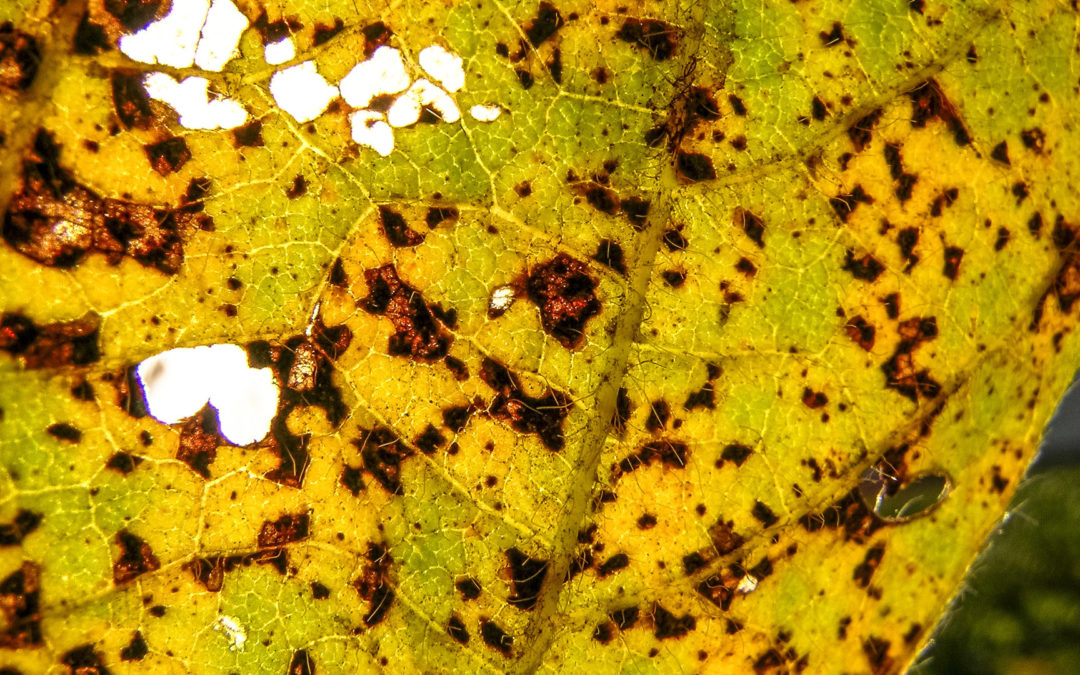 Fungicida de cobre concentrado é novidade contra ferrugem asiática