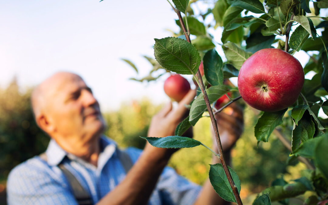 Fungicida protetor blinda pomar de maçãs contra Cancro Europeu